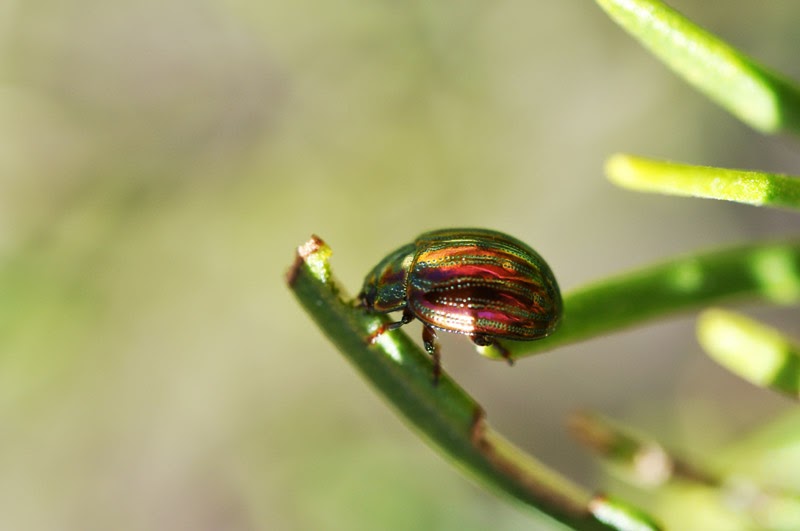 Maltese Nature The rosemary leaf beetle lives on herbs